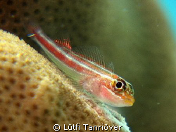 A goby on the coral... by Lütfi Tanrıöver 